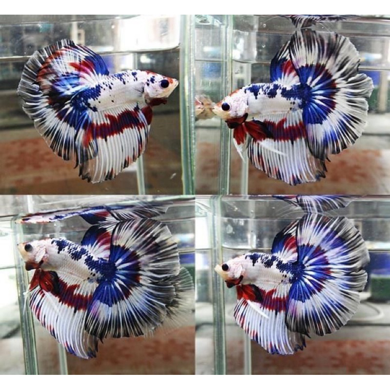 Halfmoon fancy warna warni