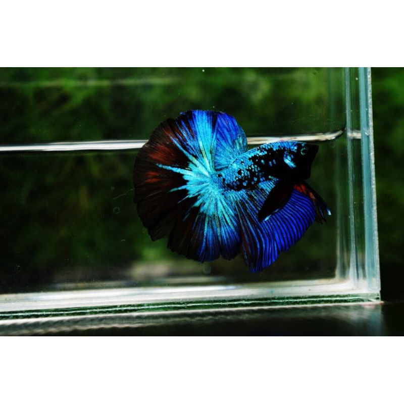 HALFMOON AVATAR RINTIK