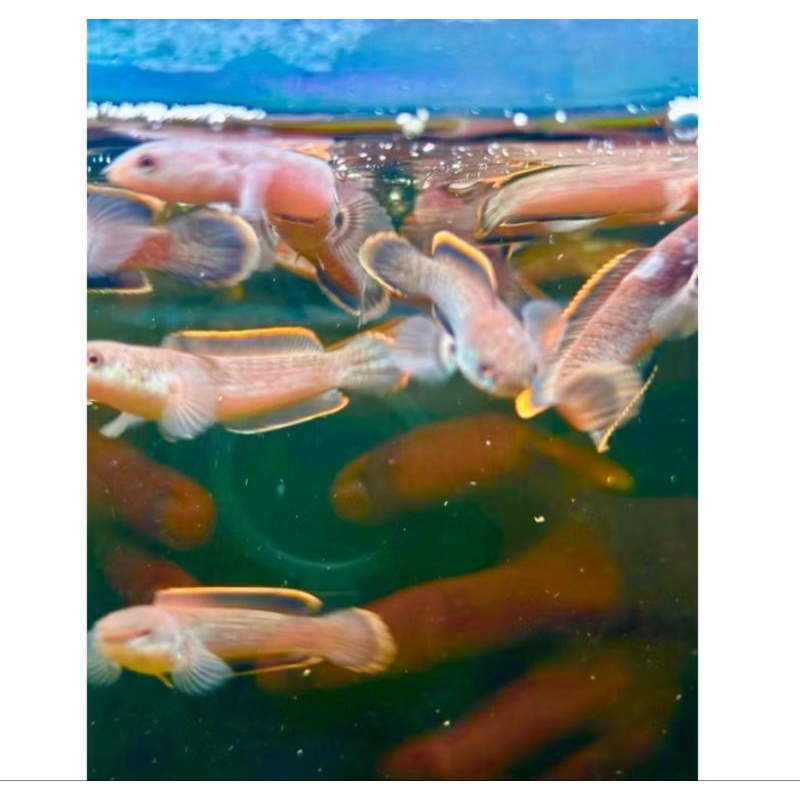 Limbata rimtebal WC Galak Ukuran 10-15 cm gratis sticker