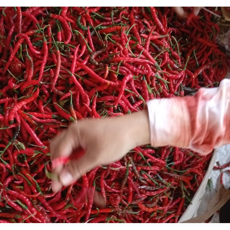 

cabe merah keriting