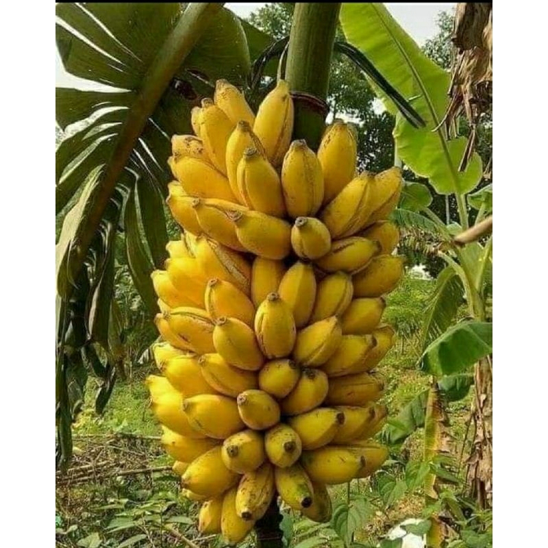 

Pisang awak Medan