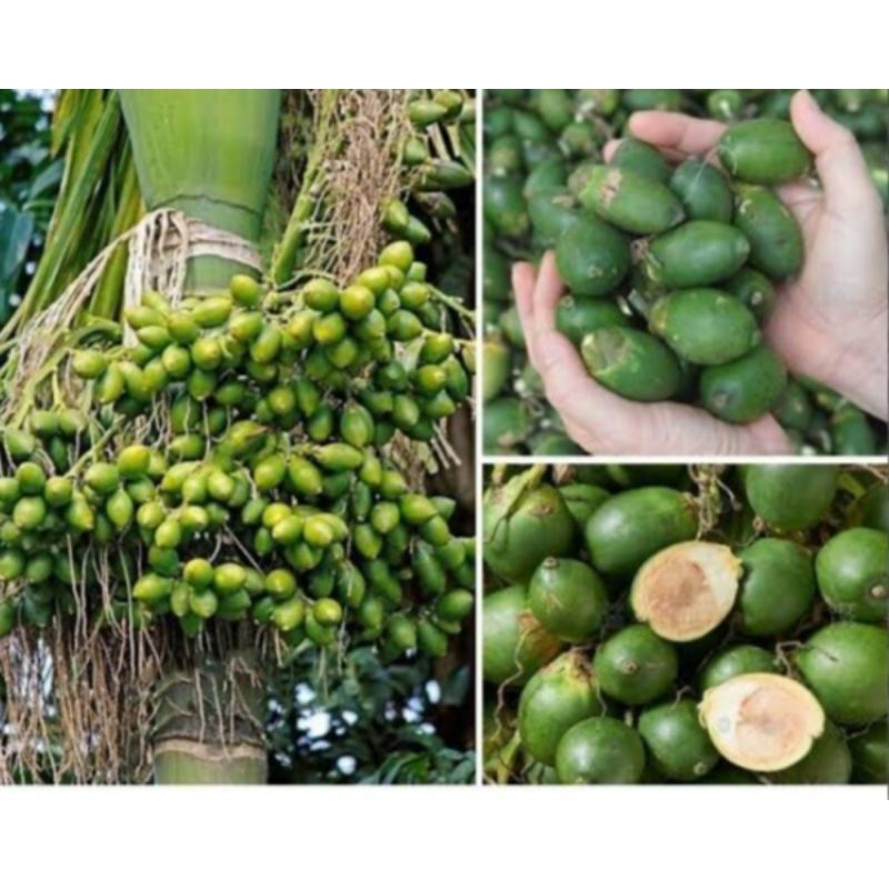 

buah pinang/buah jambe segar 1kg