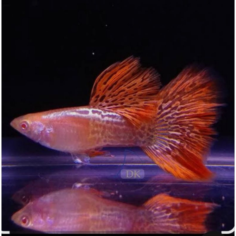 hiasan aquarium guppy albino metal red lace trio