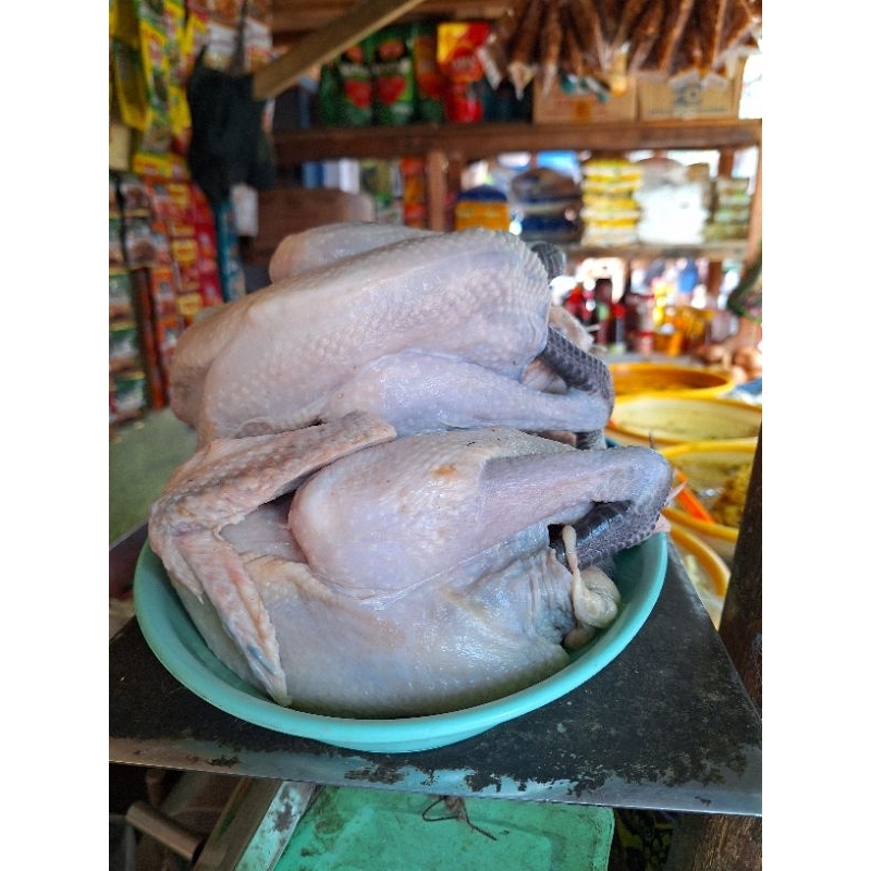 

ayam kampung 1 ekor berat 800 gram