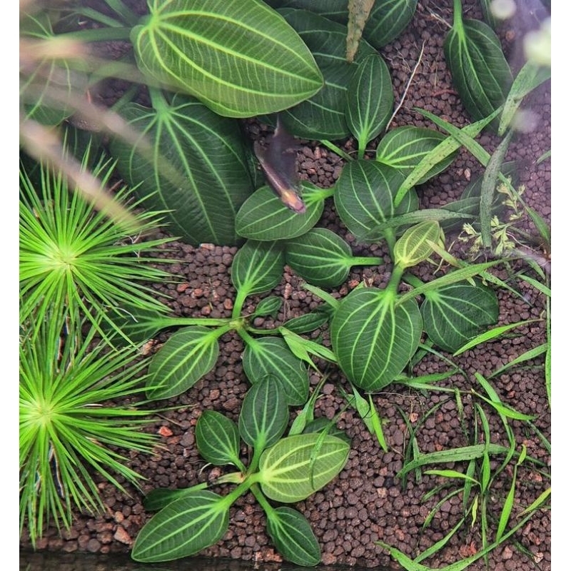 echinodorus iguazu lokal, tanaman aquascape rare, tanaman hias, tanaman aquatic premium