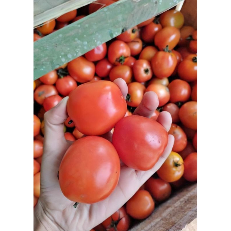 

Tomat Segar/Buah tomat, sayur Tomat/tomat