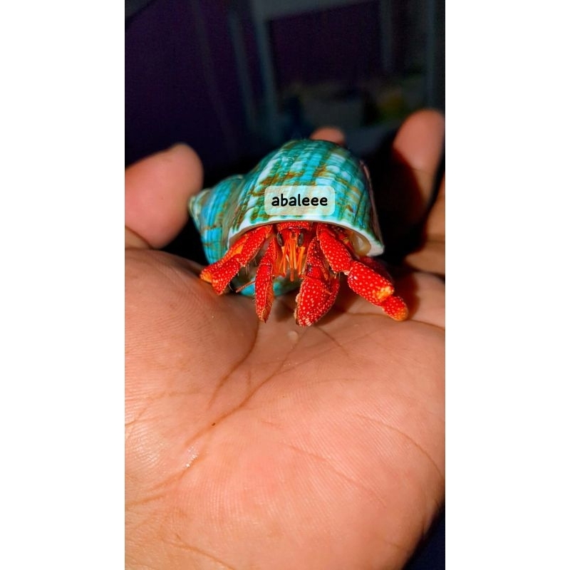 Coenobita Perlatus, 2 red strawberry size M, mainan kelomang