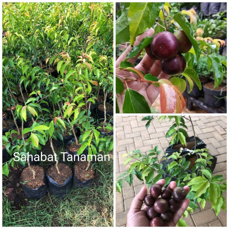 Bibit Plum Aussie okulasi tabulampot COD