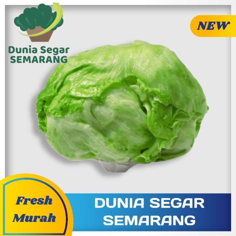

Iceberg Lettuce Segar
