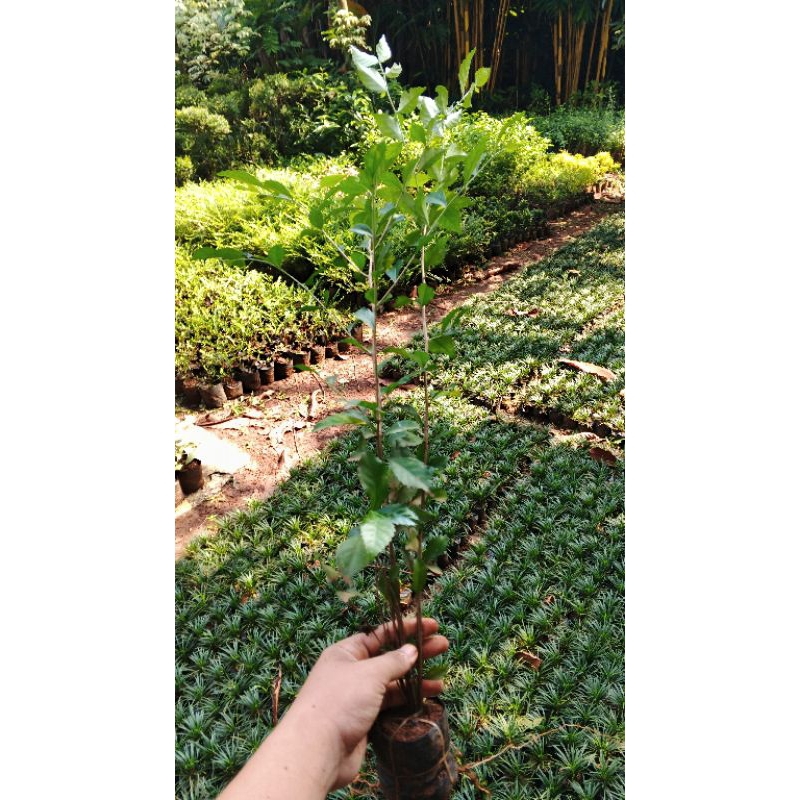 tanaman hias teh tehan/teh tehan pagar