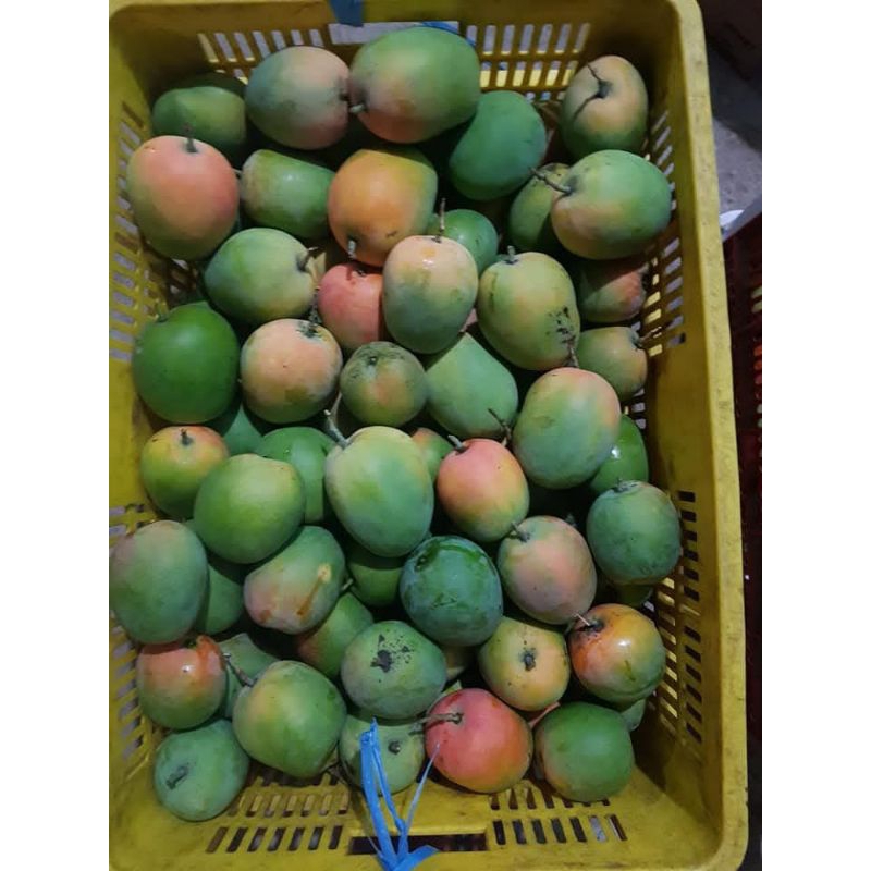 

READY mangga gedong gincu segar dkirim mentah per 1kg