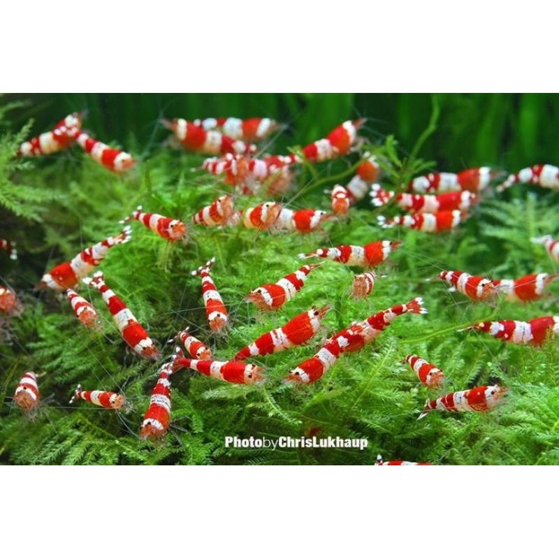 Udang Hias Akuarium Red Bee