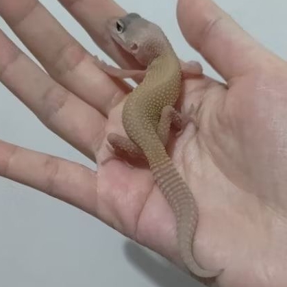 Custom Order Gecko Blazing Blizzard ( BLZ 25-1 )