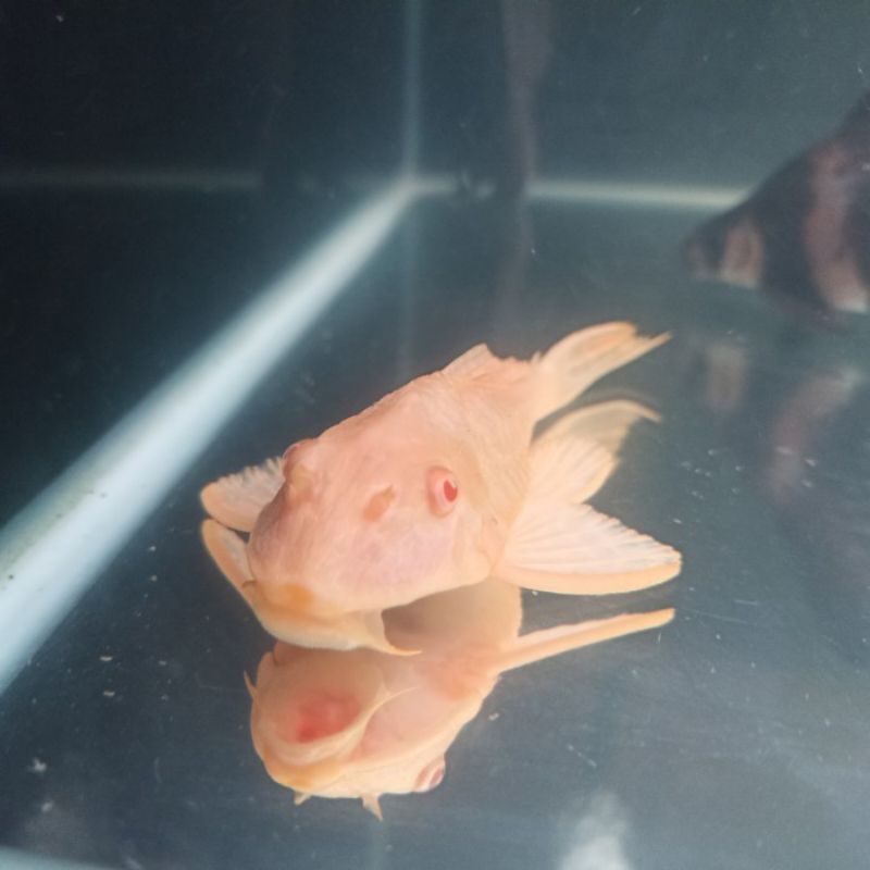 Hiasan Aquarium Pleco L083 AKA Gibicep