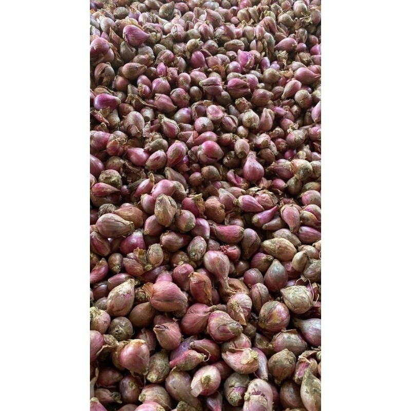 

JATIM - BAWANG MERAH CAMPUR (BRAMBANG)