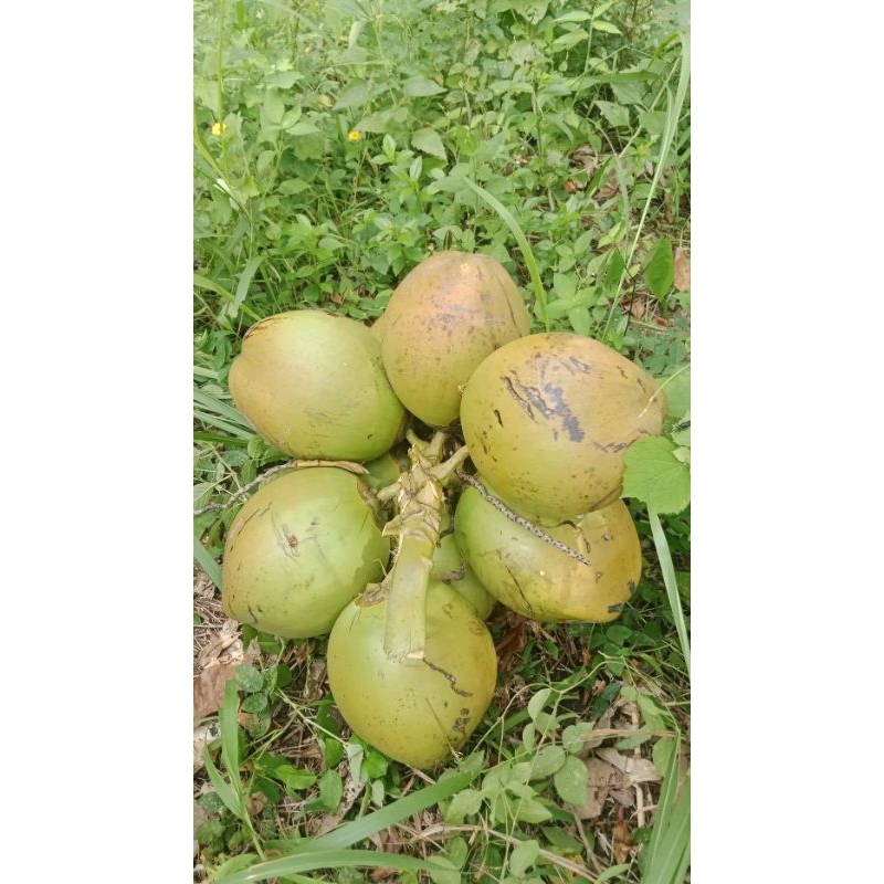 

kelapa muda ukuran besar