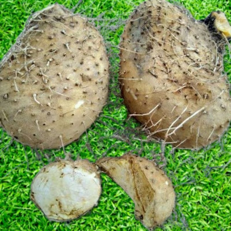 

Ubi Gadung