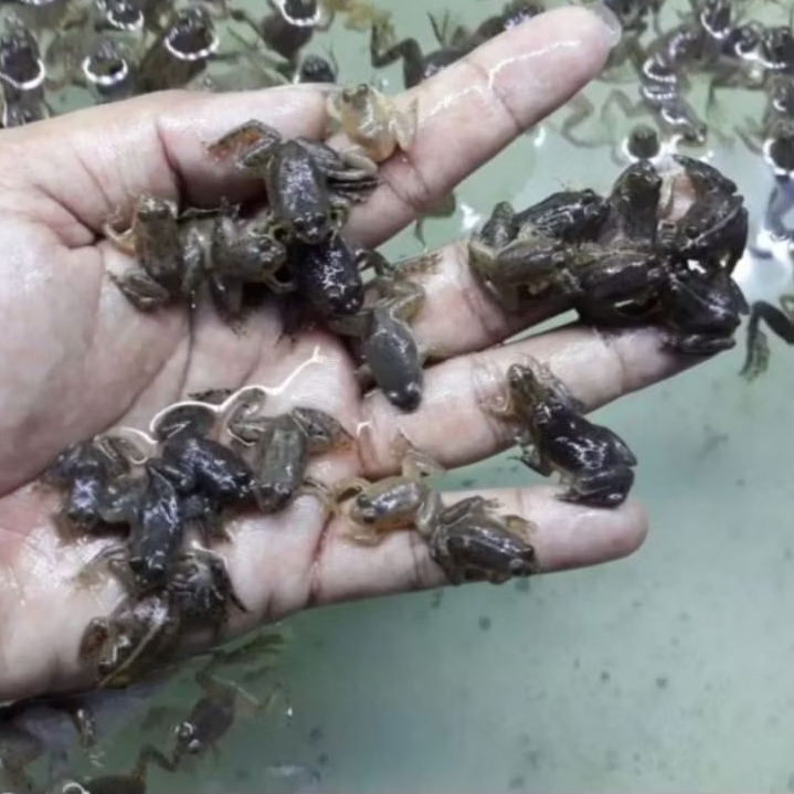 KODOK KATAK HIDUP PAKAN IKAN PREDATOR [ISI 30 EKOR]