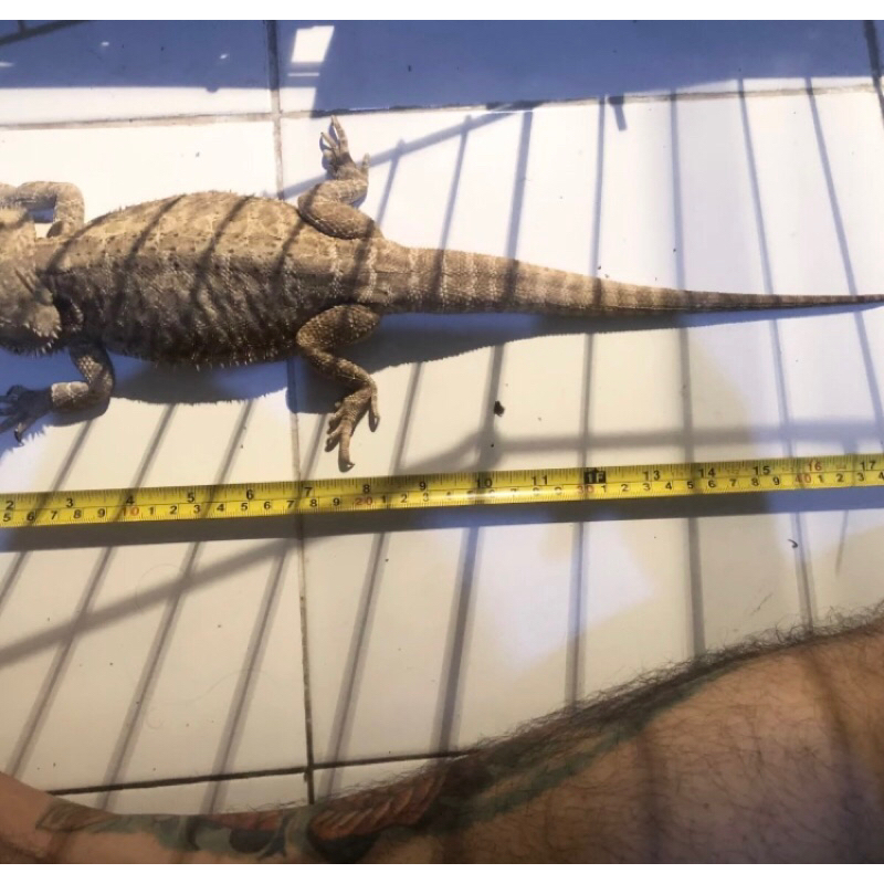 Bearded Dragon betina indukan leatherback het zero