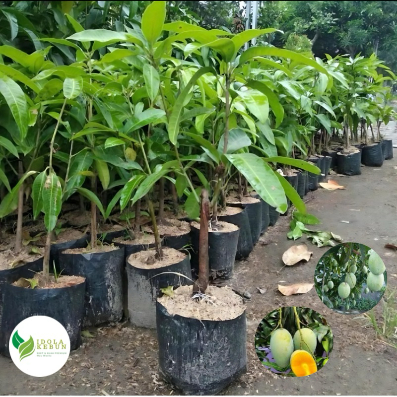 BIBIT MANGGA VARIETAS MADU MANALAGI-BIBIT MANGGA MANALAGI-BIBIT BUAH MANGGA MANALAGI-BIBIT MANGGA