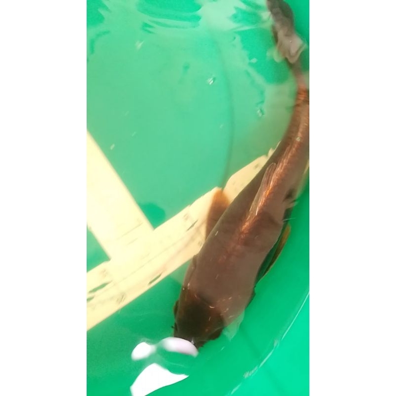 Ikan koi jenis Kin Hajiro antik 32cm