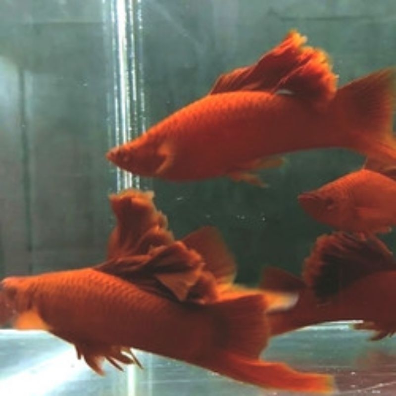 IKAN HIAS PLATY PEDANG /RED SWORDTAIL PLATY INDUKAN HIASAN QUARIUS COCOK DI BUDIDAYAKN
