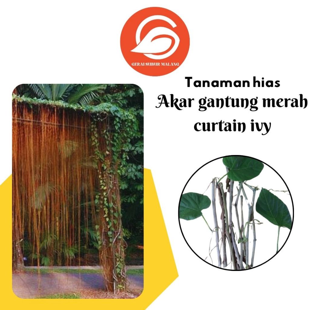 GERAI SUBUR MALANG Tanaman Hias Akar Gantung Merah Curtain Ivy / Anti Polusi Udara & Radiasi