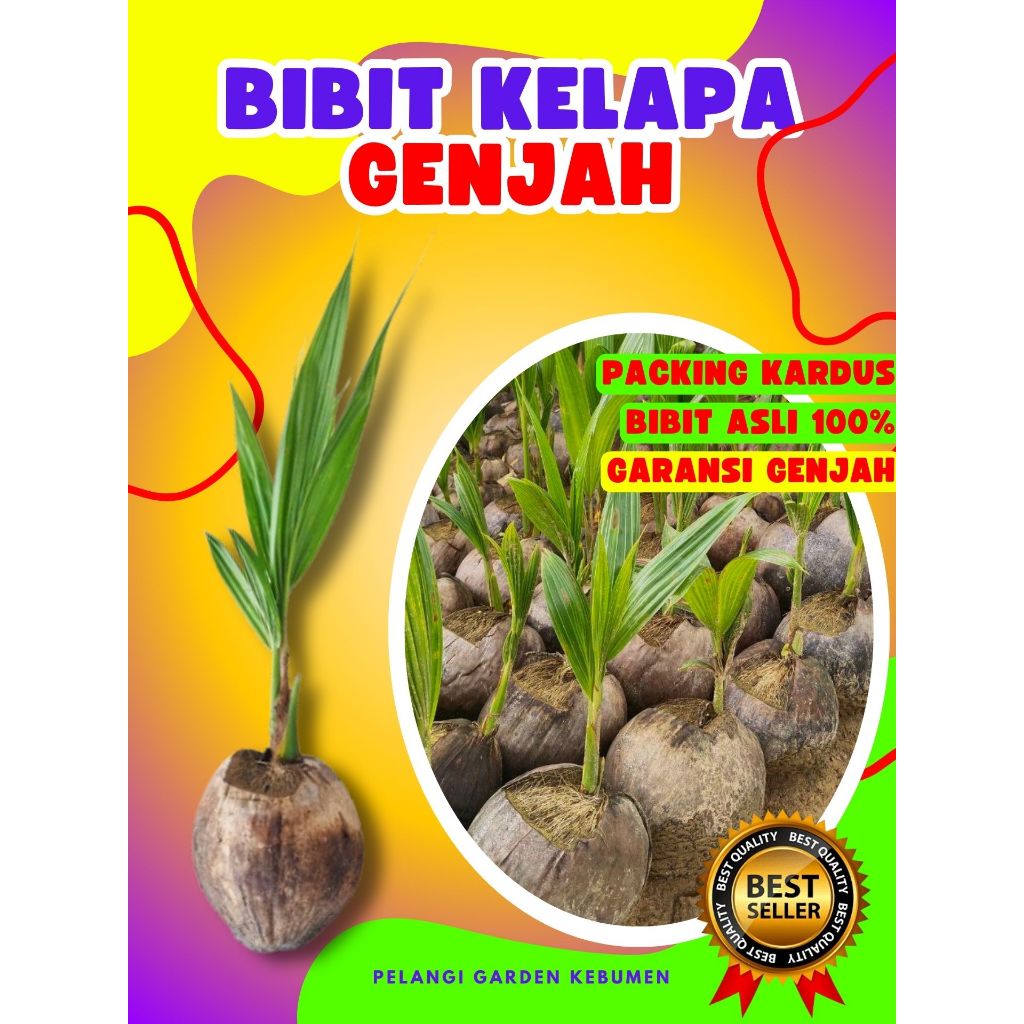 TERLARIS.. Benih Kelapa Kopyor Original, Benih Kelapa Kopyor Pati, Benih Kelapa Kopyor Sumenep