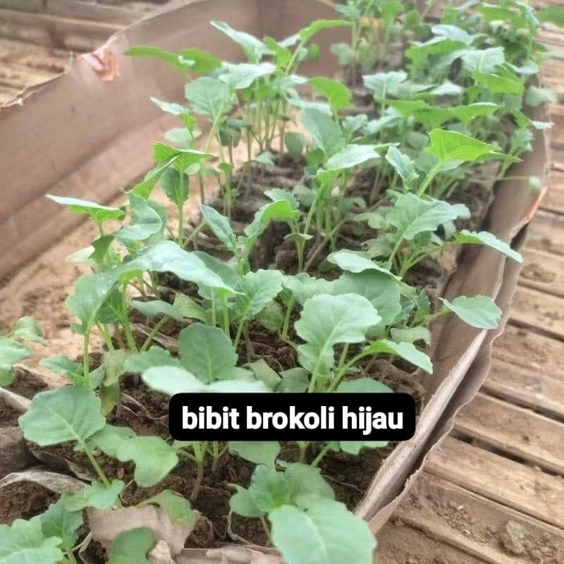 DIARY PETANI - Bibit Brokoli Hijau Siap Tanam