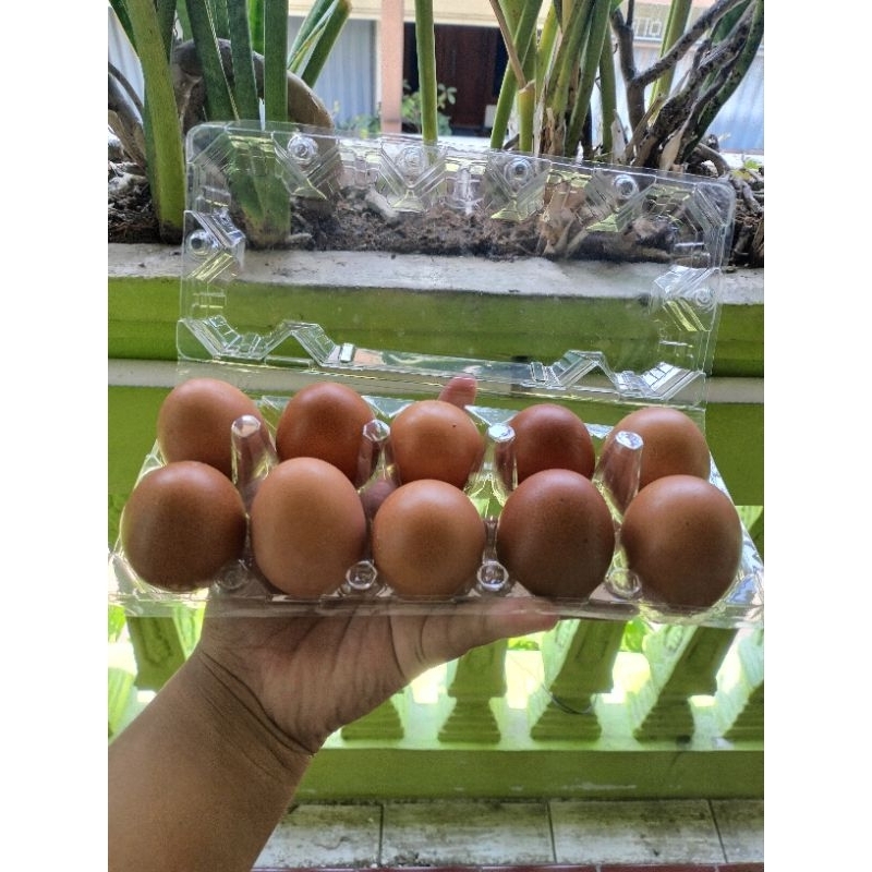 

Telur Ayam Negri Segar Berkualitas