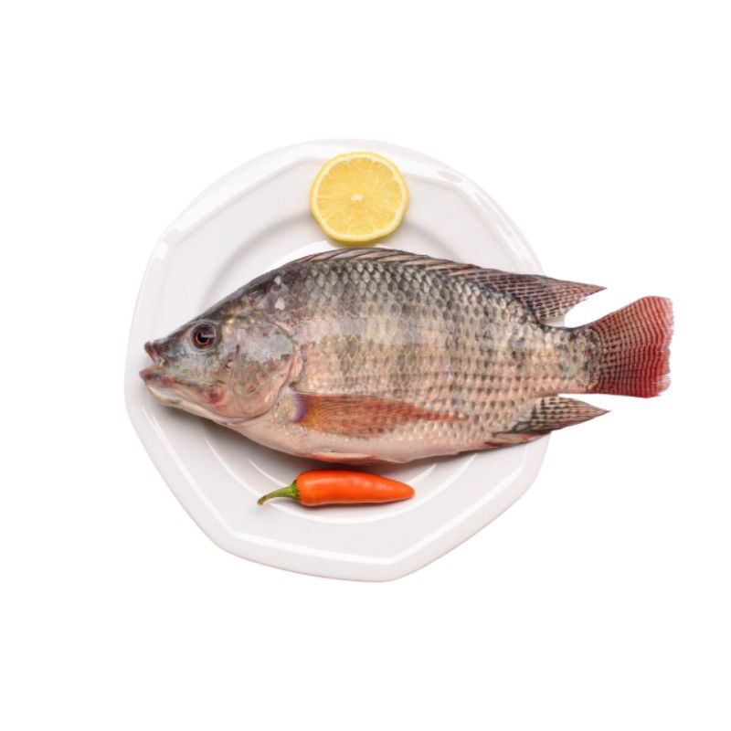 

Mujair Segar bersih 380gr-480gr/Ikan Mujair Segar