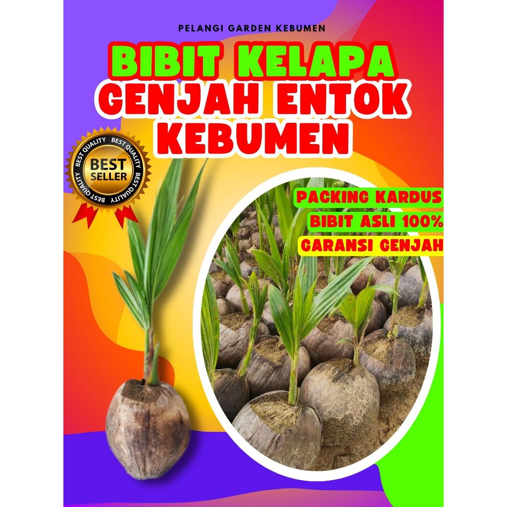 BIBIT UNGGUL.. Pokok Kelapa Entok Anakan, Pokok Kelapa Entok Anak, Pokok Kelapa Entok Kecil
