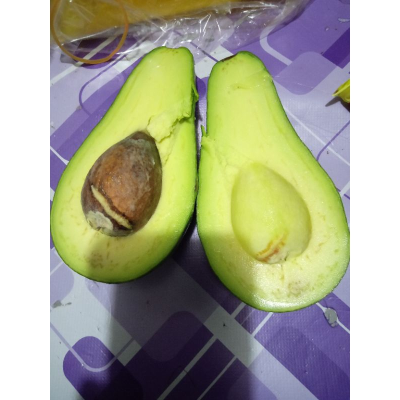 

Alpukat Garut Alpukat mentega
