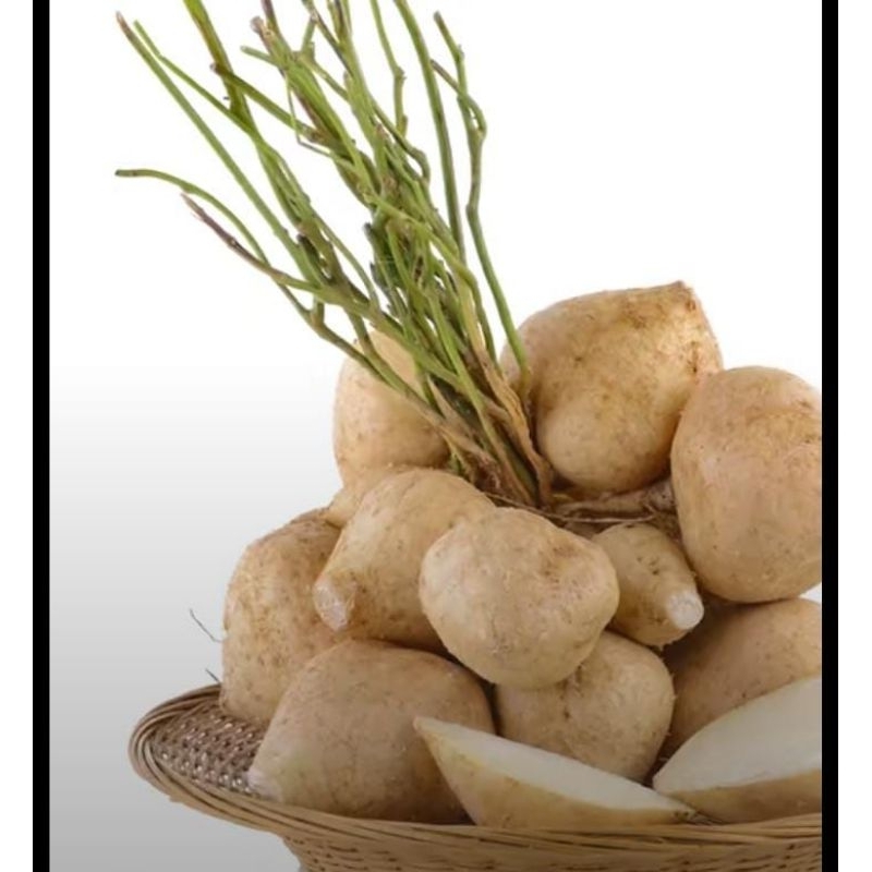 

BENGKOANG Segar fresh 1KG baru ambil langsung dari kebun