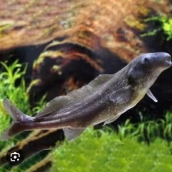 BABY DOLFIN/LUMBA-LUMBA AIR TAWAR