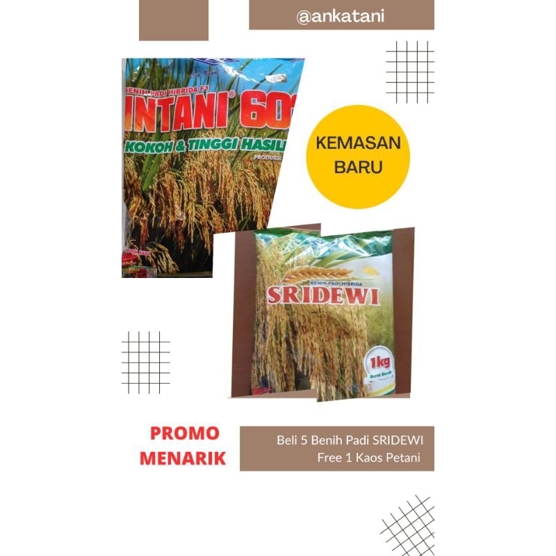BENIH PADI HIBRIDA SRIDEWI // EXP September 2025