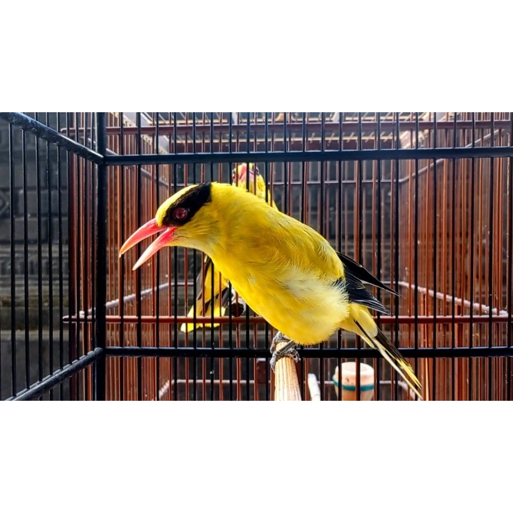 Kepodang Emas Bali Bandung