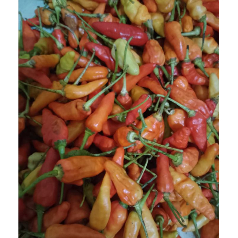 

Lombok fresh baru dipetik