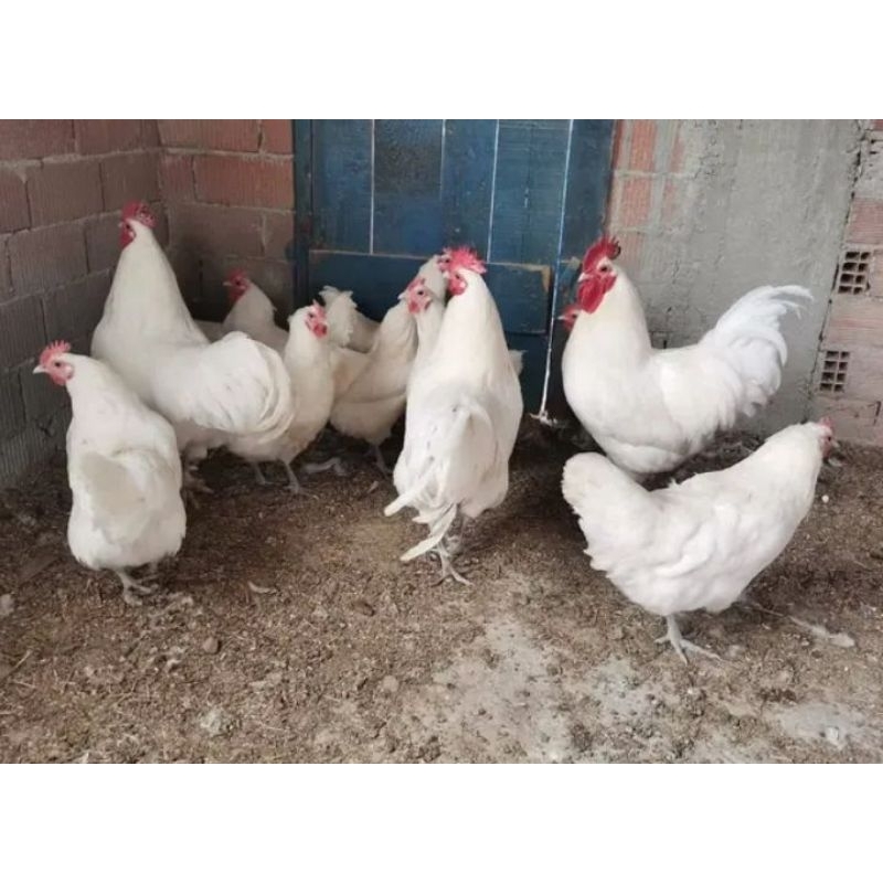 

Telur tetas ayam ps broiler