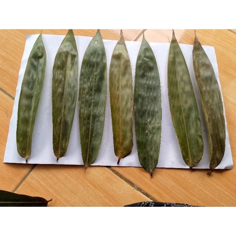 

20 LEMBAR DAUN BAMBU REBUS KUKUS CUCI BERSIH SIAP PAKAI UKURAN 6-7