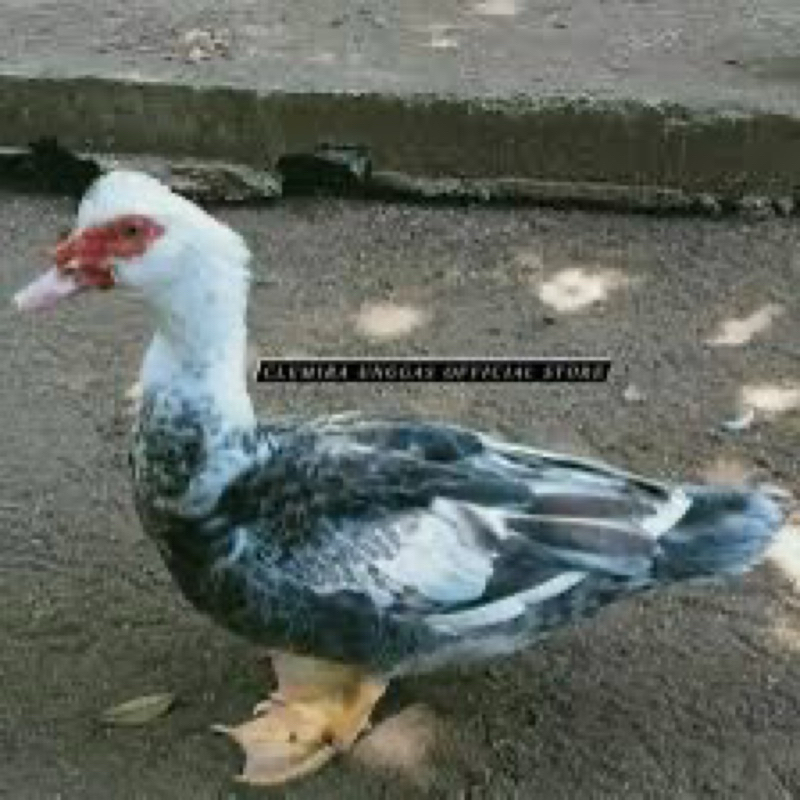 

TELUR FERTIL MENTOK RAMBON JUMBO UNTUK DITETASKAN