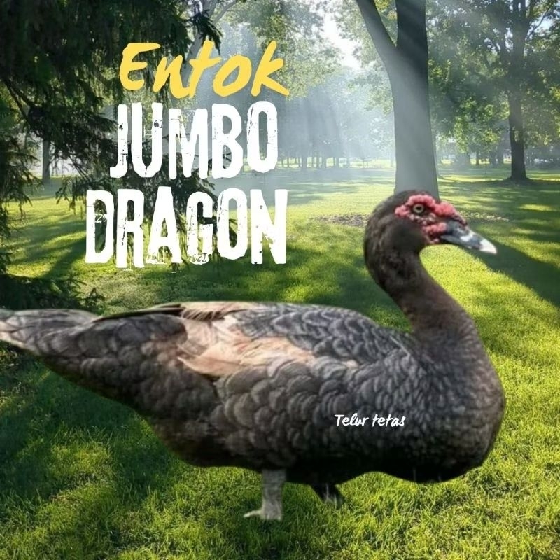 telur entok jumbo tronton untuk di tetaskan