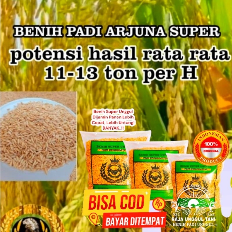 BENIH (1Kg) BIBIT PADI ARJUNA 03 SUPER UNGGUL GABAH BERKUALITAS PADI GENJAH HASIL MELIMPAH ISI 1 BUN
