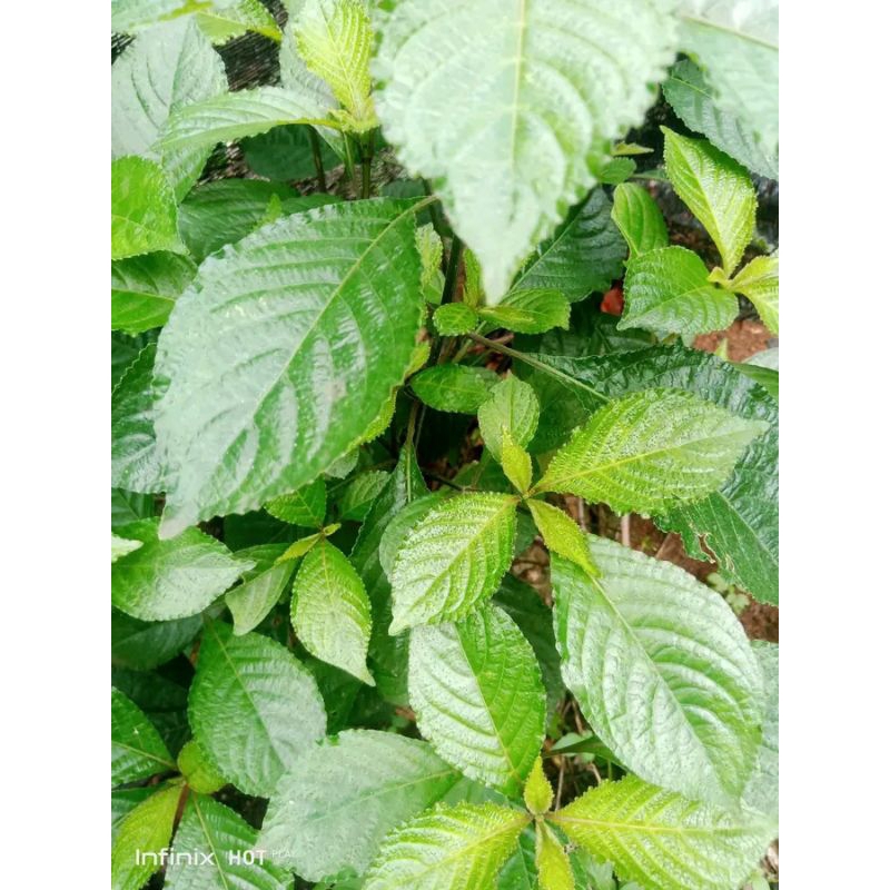 

daun keji beling fres 50 GRAM isi 40~50 lembar termurah terlaris di ptik dadakan