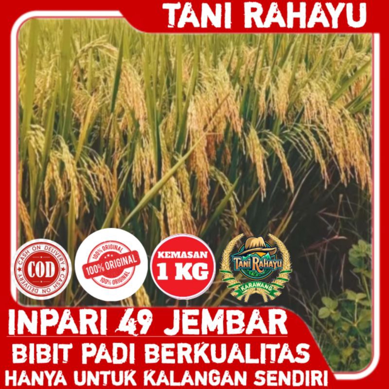 BENIH BIBIT PADI INPARI 49 JEMBAR SUPER ORIGINAL KEMASAN 1KG