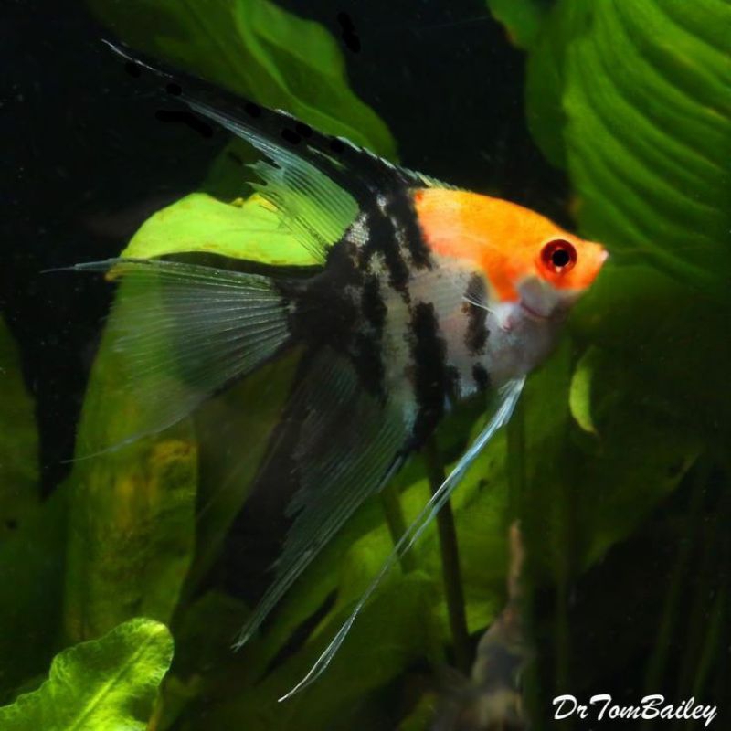 Manfish Red Koi Slayer 2.5 - 3 Cm - Perawatan Aquarium