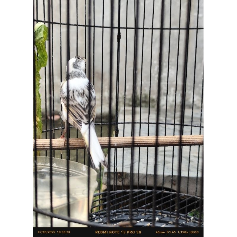 kenari loper panda gacoran