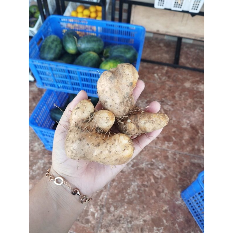 

Gembili Ketan -+1kg