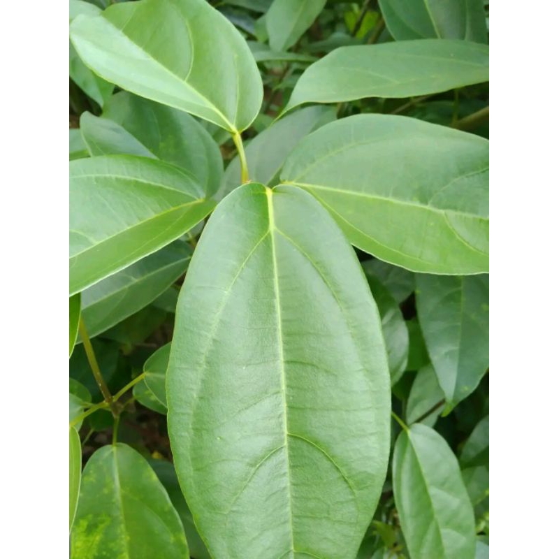 

DAUN CINGCAU SEGAR DINGIN
