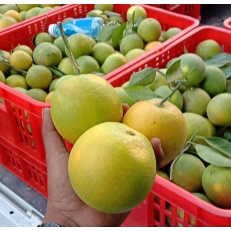 

buah jeruk peras manis 10kg